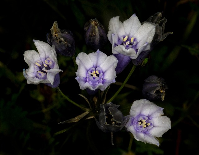 Triteleia grandiflora - Howell's Brodiaea 18-8891.jpg